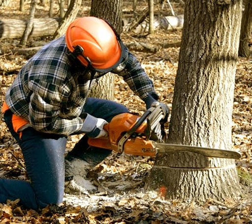 Tree Removal in Hitchins, KY